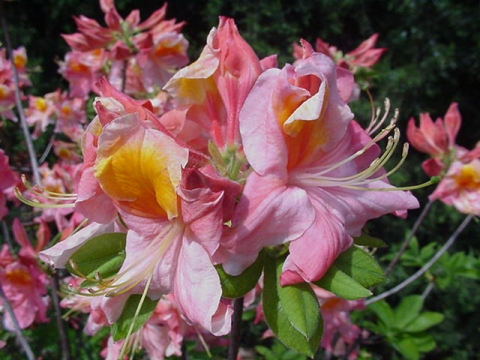 Azalia mieszańcowa (Rhododendron hybridum) Mount Saint Helens